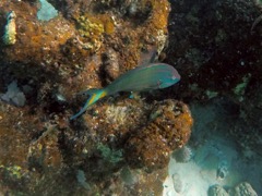 Stoplight Parrotfish (12